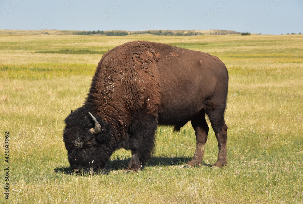 Side Profile of a Bison in South Dakota