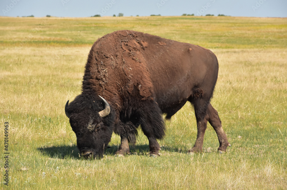Up Close Look at a Buffalo Grazing on Grasses