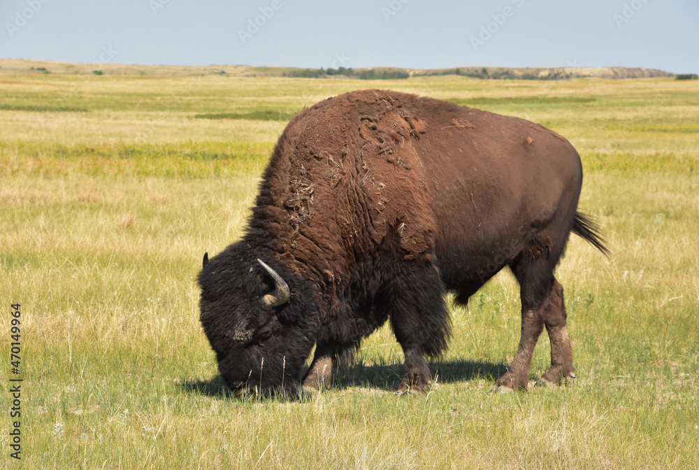 Fluffy and Furry Buffalo Roaming on the Plains