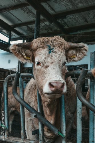 Fototapeta Naklejka Na Ścianę i Meble -  Beautiful cows on a farm in Austria.