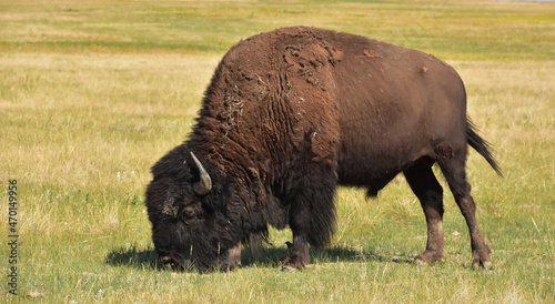 Plains Grasses with an American Buffalo Grazing