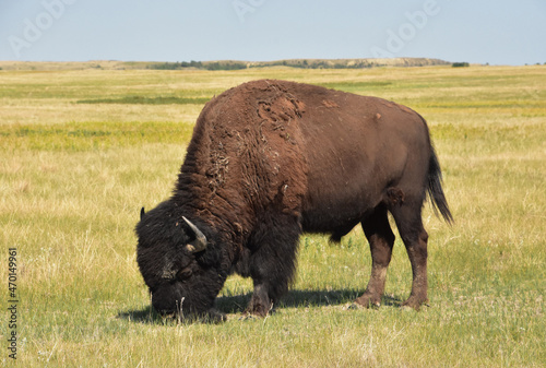 American Buffalo on the Plains Grazing in South Dakota