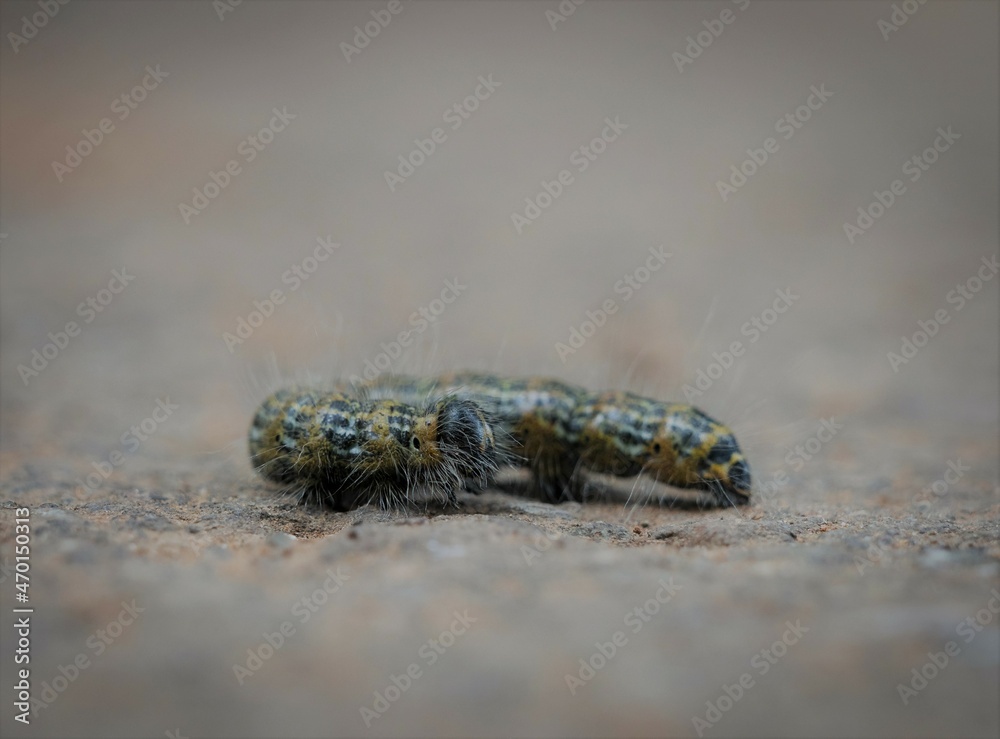 A moon bird caterpillar closeupin saarland, copy space A moon bird caterpillar closeupin saarland, copy space