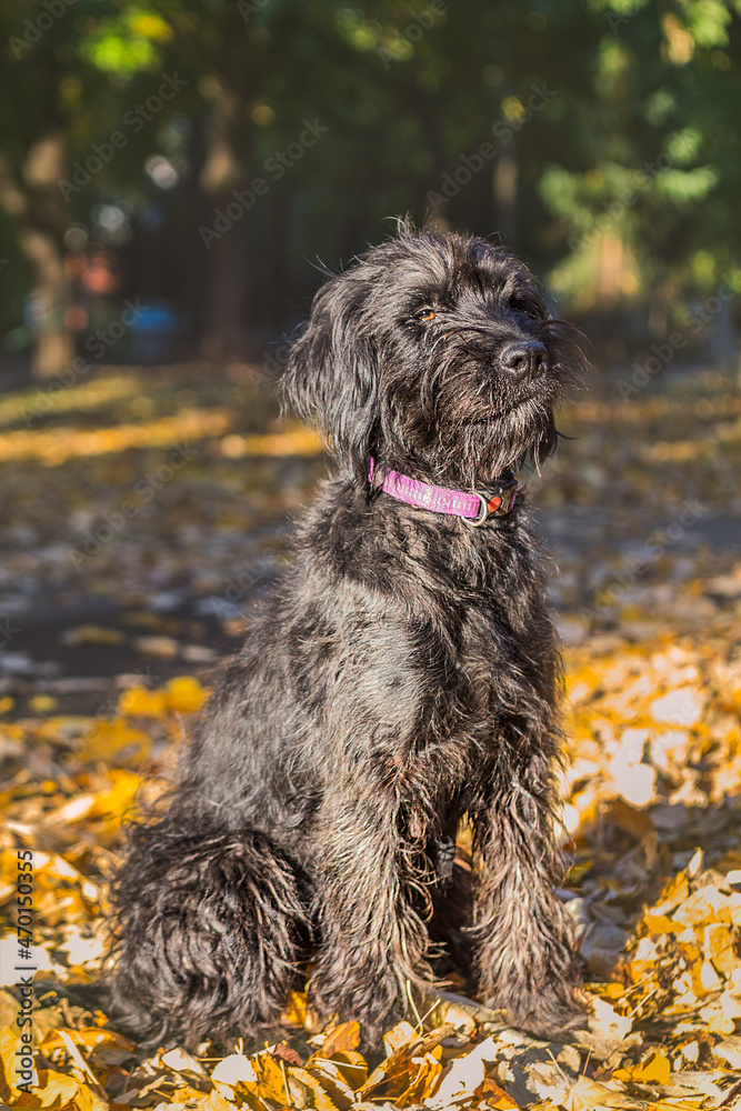 black dog outdoors in Autumn or fall surrounded by yellow and orange leaves