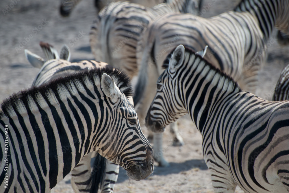 Cute zebras in Etosha National Park. Animal herd. Namibia Cute zebras in Etosha National Park. Animal herd. Namibia
