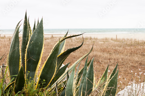 Agave Americana Marginata on the beach in the Mediterranean sea.