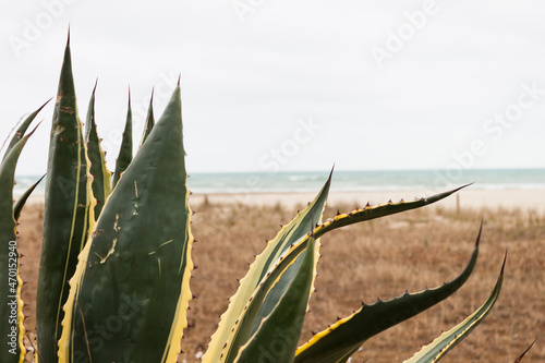 Agave Americana Marginata on the beach in the Mediterranean sea.