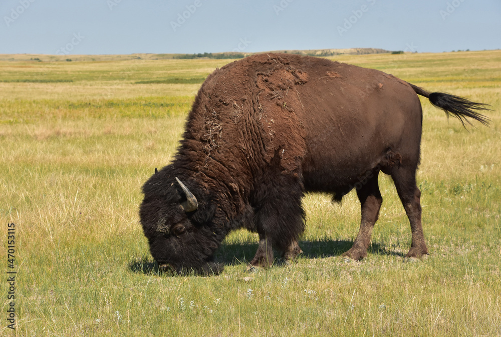 Stunning American Buffalo Grazing on the Plains