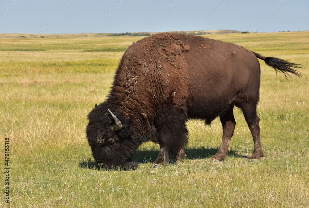 Stunning American Buffalo Grazing on the Plains Stunning American Buffalo Grazing on the Plains