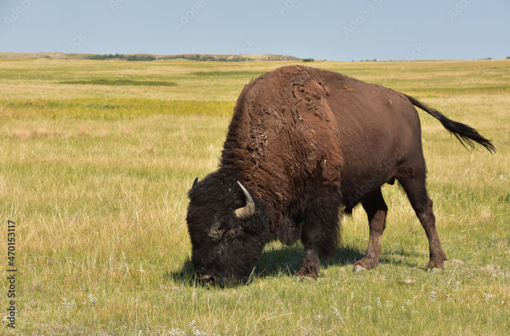 American Buffalo on the Prairie Plains in South Dakota American Buffalo on the Prairie Plains in South Dakota
