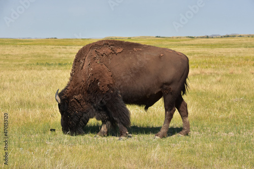 South Dakota Plains with a Bison Grazing © dejavudesigns