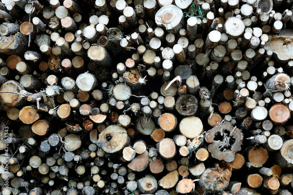 Deforestation of forest nature. Deforestation of forest trees. Natural environment deforestation. Cut down trees in nature. Nature forest, branches and trees. Deforestation of forest nature. Deforestation of forest trees. Natural environment deforestation. Cut down trees in nature. Nature forest, branches and trees.
