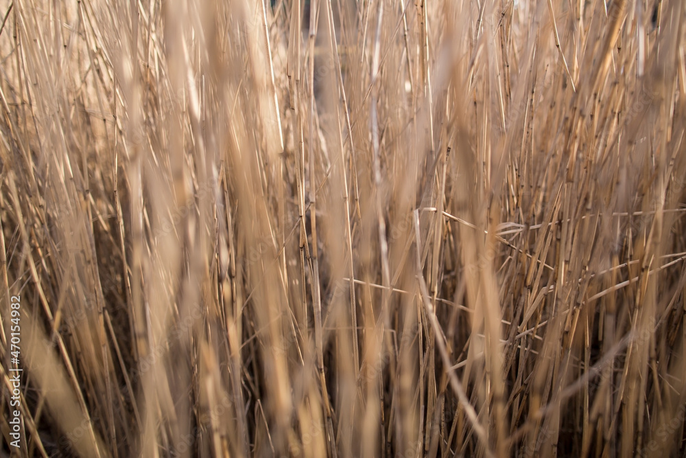 Dry stalks of the last year's reeds. Abstract background. Copy space. Dry stalks of the last year's reeds. Abstract background. Copy space.