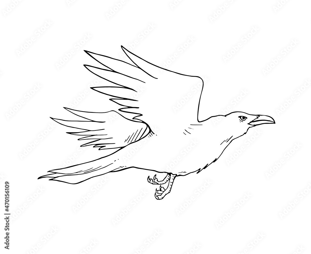 Fototapeta premium Crow illustration to coloring