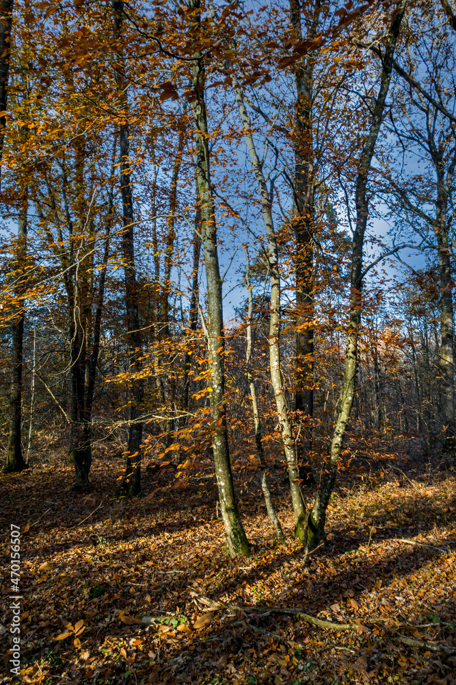 Fototapeta premium arbres en automne