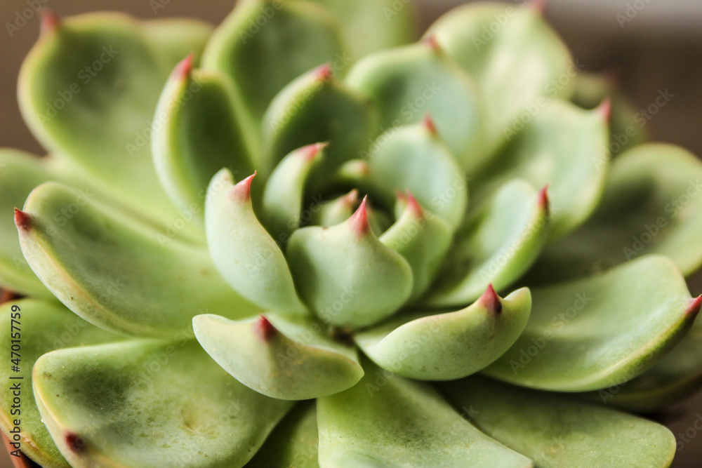 Echeveria Colorata plant in the garden Echeveria Colorata plant in the garden