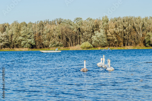 Young swans in the cool water of the canal near the city of Novi Sad in the autumn.