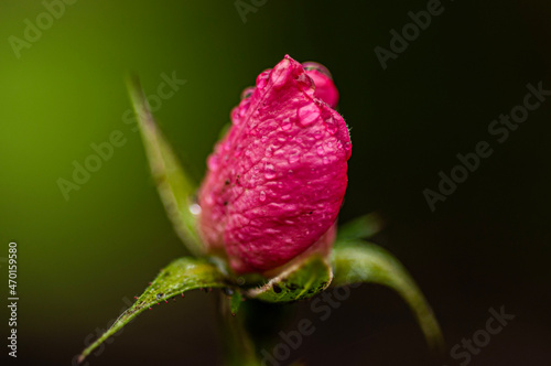 red rose with water drops