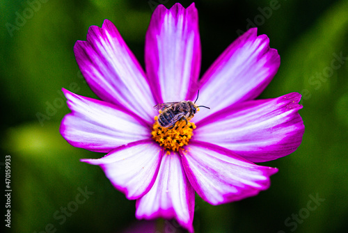 bee on flower