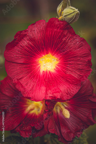 red hibiscus flower