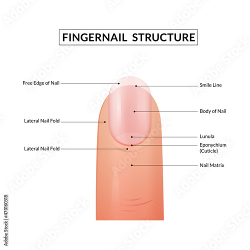 Fingernail Anatomy. Structure of human nail. photo