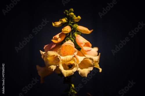 flower on black background