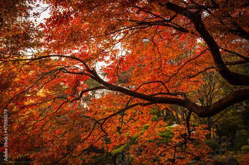 autumn in the park