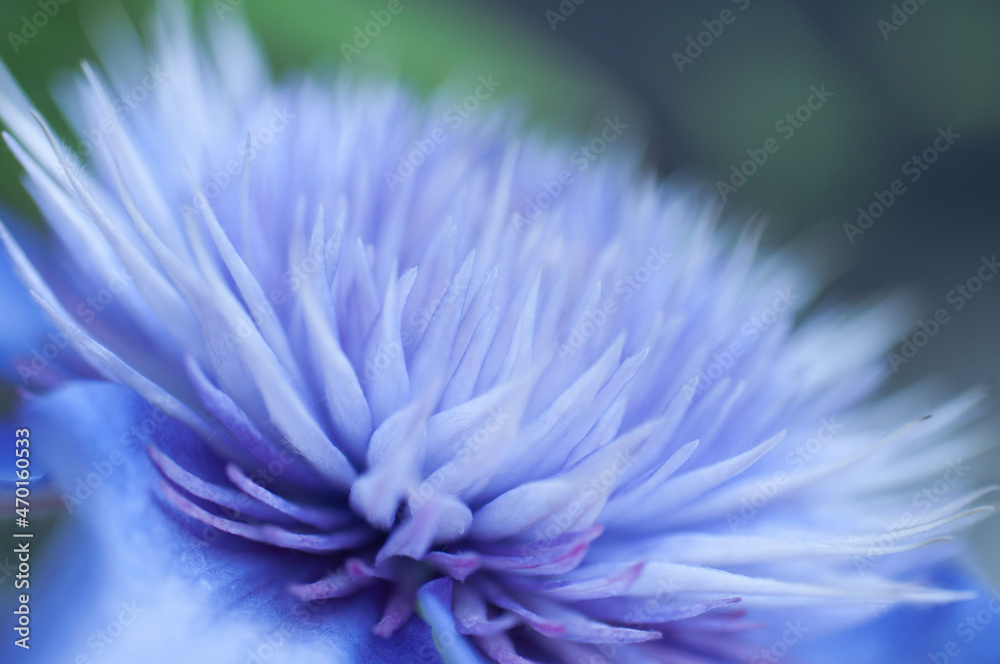 Obraz premium blue flower macro