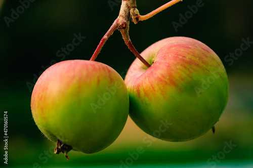 apple