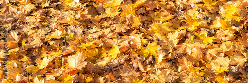 Yellow leaves on the ground in autumn, beautiful background 