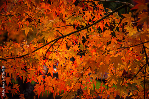 autumn leaves