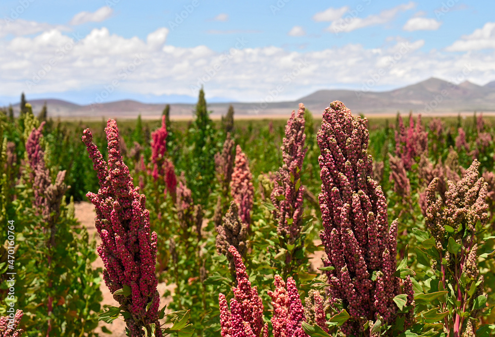 Quinoa field in Andean region Quinoa field in Andean region