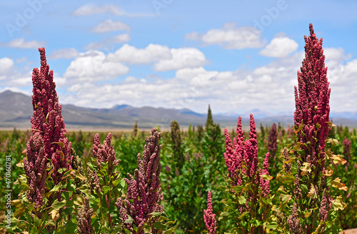 Quinoa plantations in Bolivia