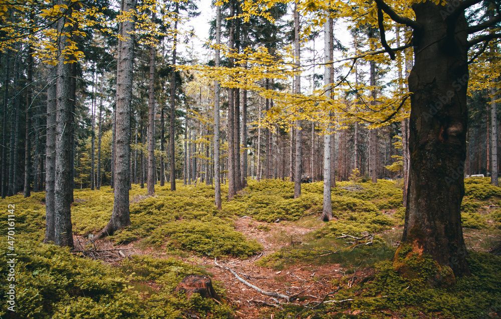 Fototapeta premium Las rozświetlony w górach