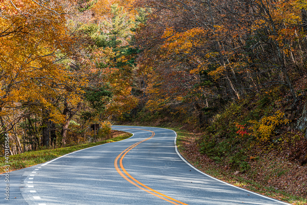 road in autumn forest road in autumn forest