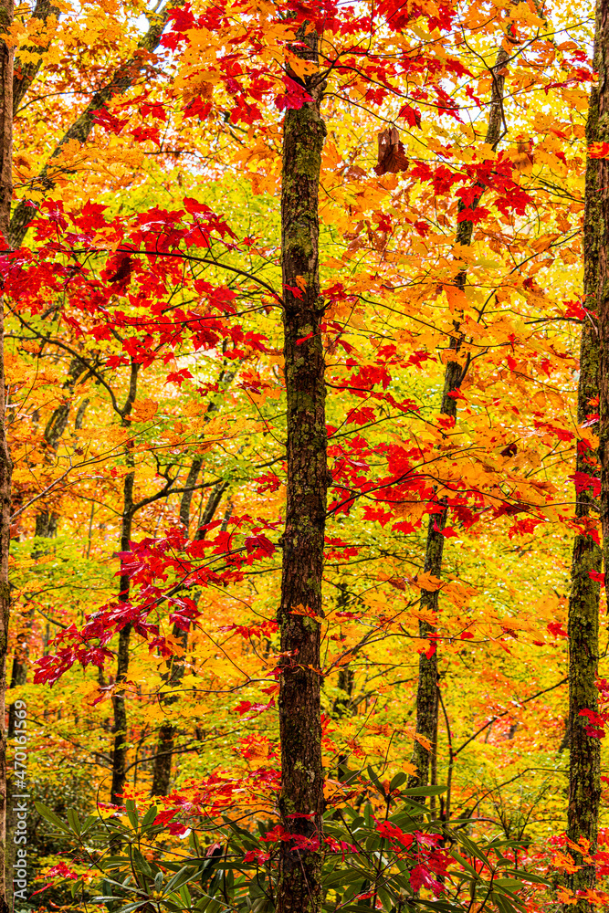 Obraz premium autumn in the forest