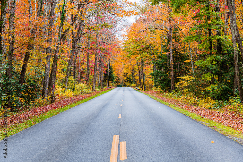 Obraz premium road in autumn forest