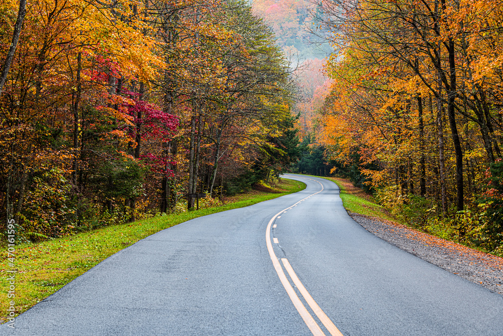 Obraz premium road in autumn forest
