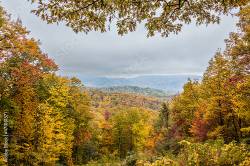 autumn in the forest