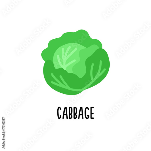 Isolated white cabbage clipart. Vector image.