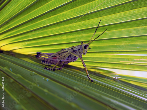 Florida lubber grasshopper photo