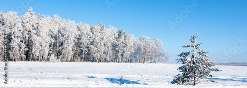 Beautiful winter landscape with snow-covered trees. Winter birch trees in snow and bright blue sky, banner
