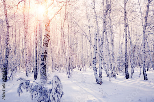 Winter forest with snow-covered trees at sunset. Frosty trees lit by the sun. Christmas Holidays.