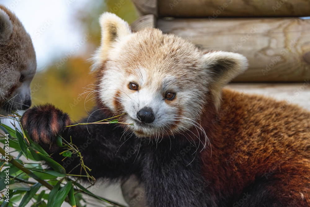 Obraz premium Panda roux mangeant du bambou