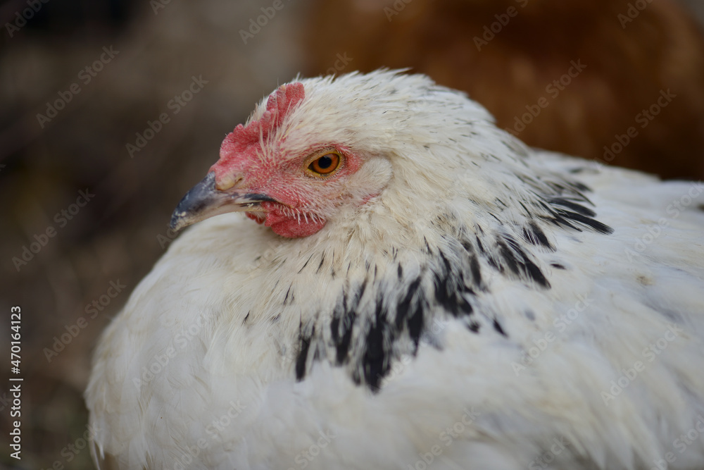 A close-up portrait of a young white hen with black stripes on the feathers, a small comb, which sits in a nest on a bird farmstead. Breeding of birds. Shallow depth of field. Homemade chicken