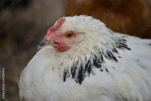 A close-up portrait of a young white hen with black stripes on the feathers, a small comb, which sits in a nest on a bird farmstead. Breeding of birds. Shallow depth of field. Homemade chicken