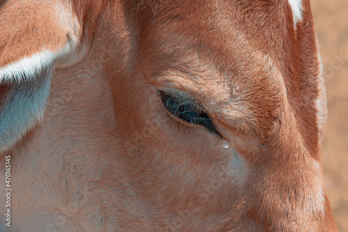 Young cow with tear on her eyes