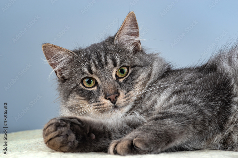 Gray cat on a light background. Close-up view head and face of an elegant pet