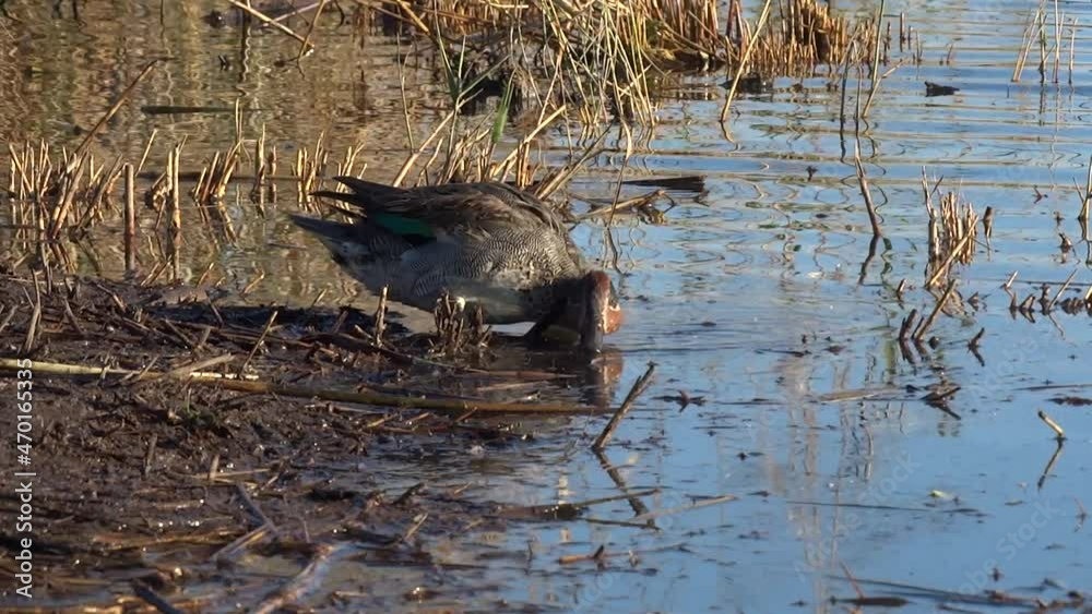 Eurasian Teal duck (Anas Crecca) on the lake	