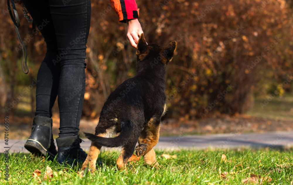 puppy shepherd dog in autumn park puppy shepherd dog in autumn park